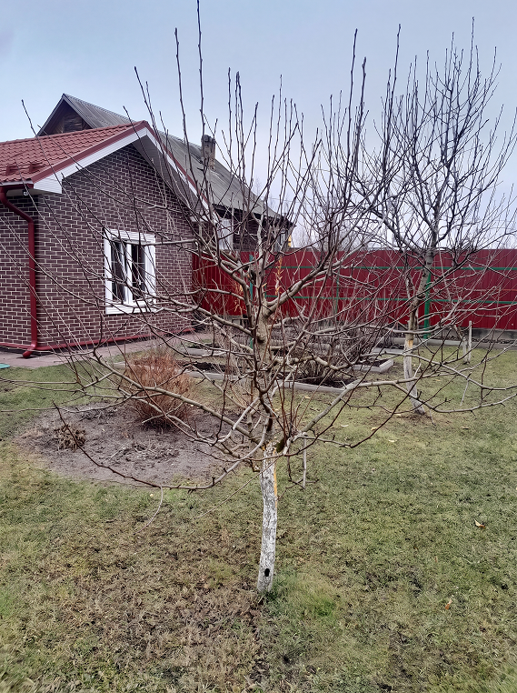 фы